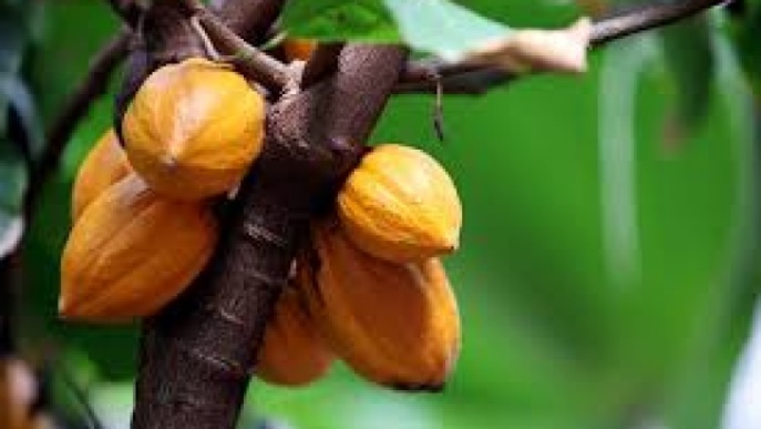 Nigerian Natural Resources - Cocoa