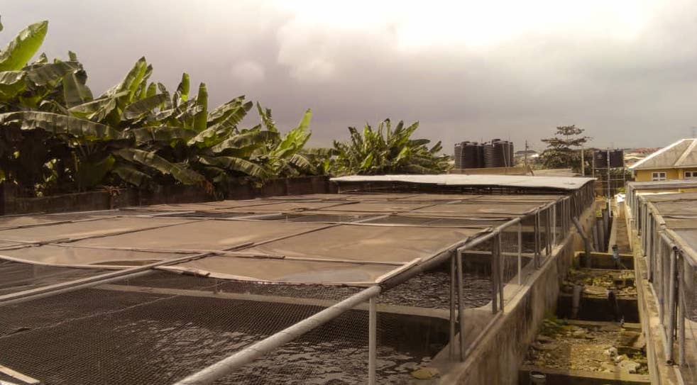 Powering an Industrial Fish Farm with Solar Power – A Case Study